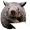 Immortal Wombat reading a letter